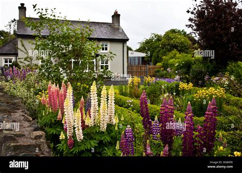 Irish Cottage Garden Hi Res Stock Photography And Images Alamy