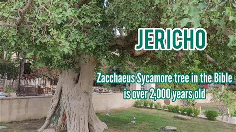 Holyland Zacchaeus Sycamore Tree In Jericho Still Exist Nowadays Since