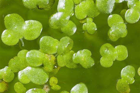 Common duckweed (Lemna minor) Photograph by Science Photo Library - Pixels