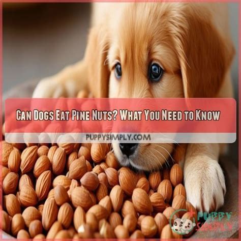 Can Dogs Eat Pine Nuts What You Need To Know