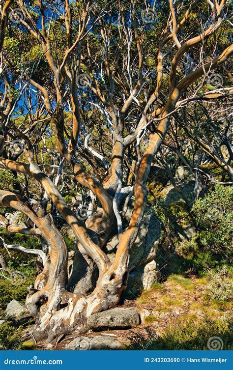 Snow Gum Eucalyptus Pauciflora In Kosciuszco National Park New South