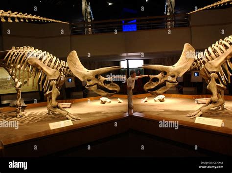 Jun Drumheller Alberta Canada A Triceratops Skeleton Is