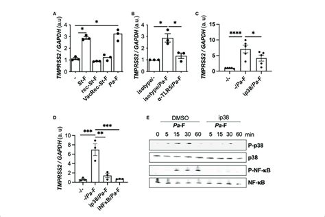 Effect Of Tlr5 And P38 Inhibition On Flagellin Induced Tmprss2 Download Scientific Diagram