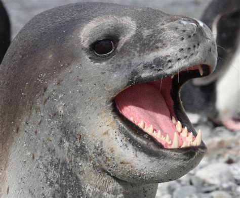 Smile For The Camera A Leopard Seal Shows Its Amazing Teet Flickr