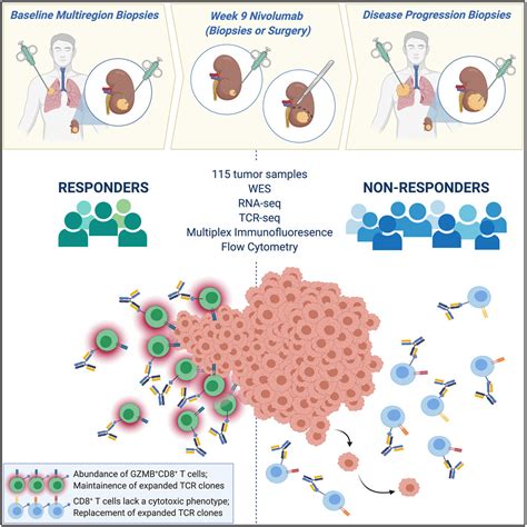 Determinants of anti-PD-1 response and resistance in clear cell renal ...