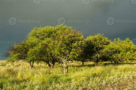 Calden Forest Landscape Prosopis Caldenia Plants La Pampa Province