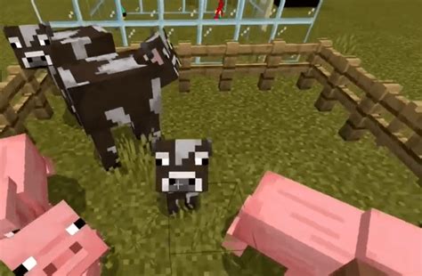 How To Make Cows Grow Faster In Minecraft All About Cow Photos