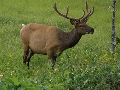 Yellowstone Elk - July 2008