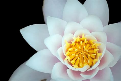 Fleurs de lotus images libres de droit, photos de Fleurs de lotus ...