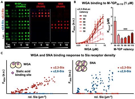 Mucin Mimetic Glycan Arrays Integrating Machine Learning For Analyzing