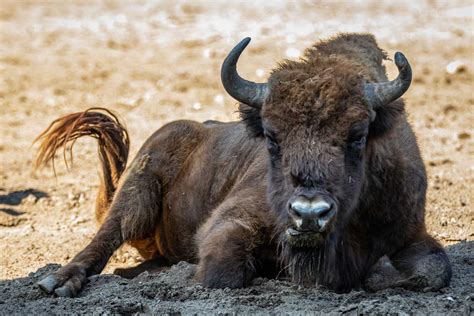 Wisent Europäischer Bison Tiere Säugetiere Goruma