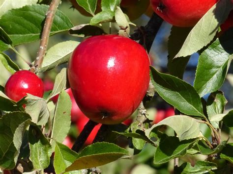 Fotos Gratis Manzana Rama Fruta Hoja Flor Comida Verde Rojo