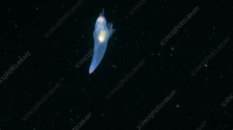 Sea angel - Stock Video Clip - K008/3757 - Science Photo Library