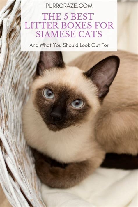 The 5 Best Litter Boxes For Siamese Cats Purr Craze