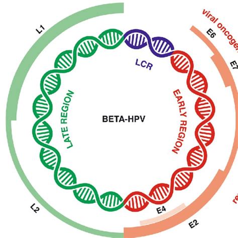 Schematic Representation Of Beta Hpv Genome Showing Its Three Regions