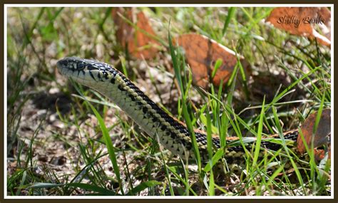 Prairie Nature: Western Plains Garter Snake