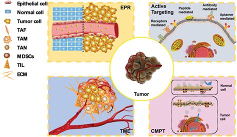 Schematic Illustration Of Tumor Targeting Strategies Epr Enhanced