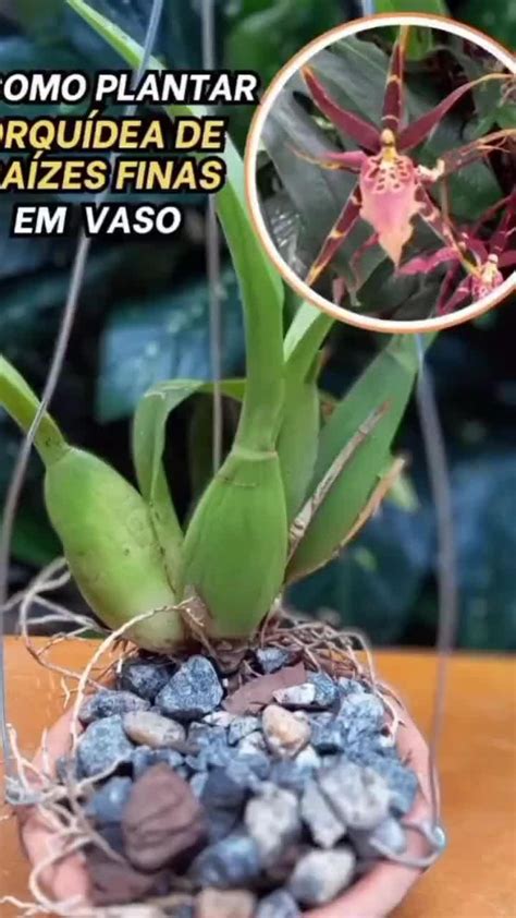 dicas verde on Instagram Descubra como plantar orquídeas de raízes