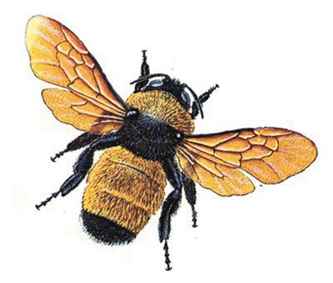 Bumblebee Insect Drawing At Getdrawings Free Download