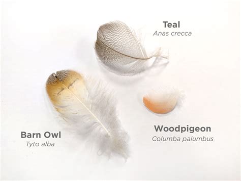 Owl Feather Identification