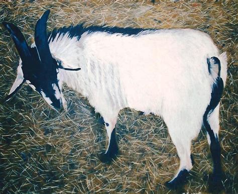 Billy Goat Painting By Terry Forrest Fine Art America