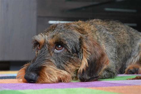 Dapple Dachshund Breed Information - 15 Things You Should Know | Your ...