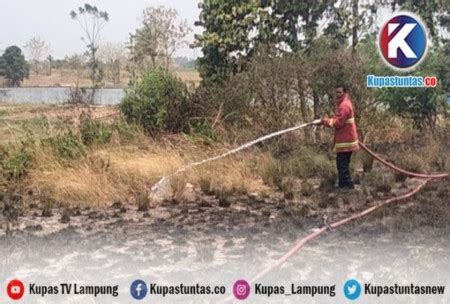 Kupas Tuntas Puntung Rokok Diduga Jadi Penyebab Kebakaran Lahan