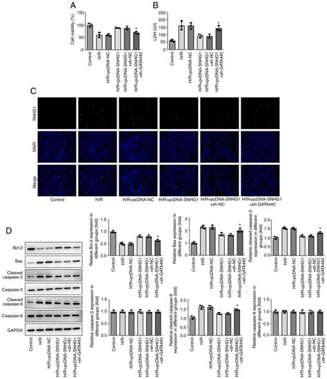 Positive Feedback Loop Of Lncrna Snhg1mir‑16‑5pgata4 In The