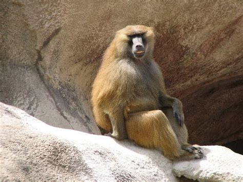 Guinea baboon - Alchetron, The Free Social Encyclopedia