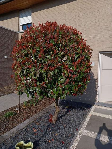 Photinia red robin in 2024 | Planten