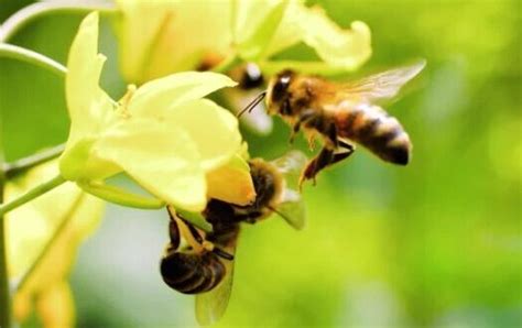 Valor Incalcul Vel Abelhas Polinizam As Flores Para Gerar Mais Frutos