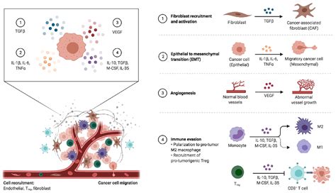 Ijms Free Full Text Tumor Associated Macrophages And Inflammatory