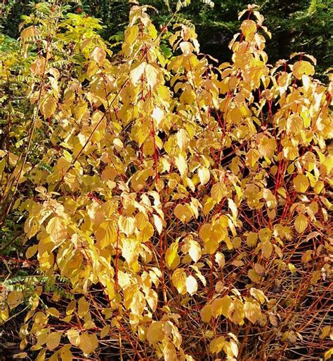 Cornus Sanguinea Midwinter Fire Farmyard Nurseries