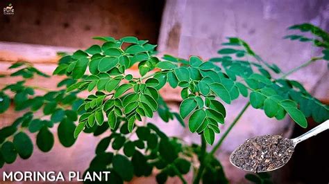 Growing Moringa In Pots Drumstick Plant Care Puregreeny