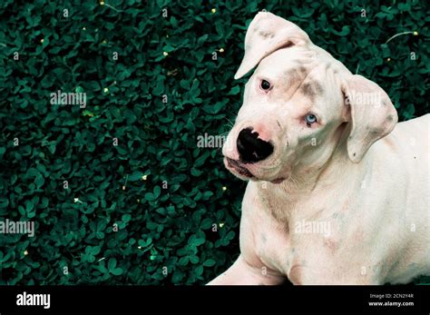 Dogo Guatemalteco Hi Res Stock Photography And Images Alamy