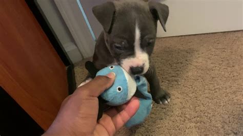 6 Week Old Blue Nose Puppy Youtube