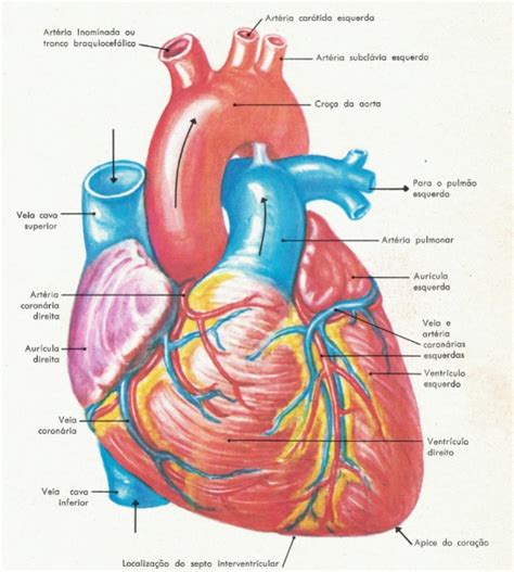 81 Ideias De Hearts Coracao Anatomia Coracao Humano Ilustracao De Images