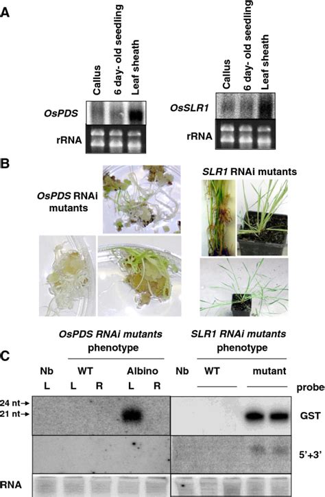 Analysis Of Hprna T Dna Stable Transformants A Northern Blot