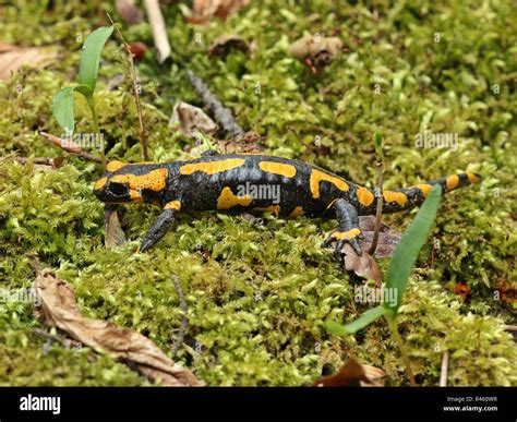 Rare Black Fire Salamander Hi Res Stock Photography And Images Alamy