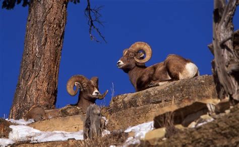 Commissioners To Consider Bighorn Sheep Season Kcsr Kbpy