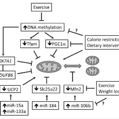 PDF Mitochondrial Alteration In Type 2 Diabetes And Obesity An