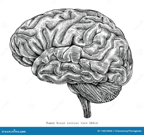 Illustra D Annata Dell Incisione Di Vista Del Cervello Umano Del