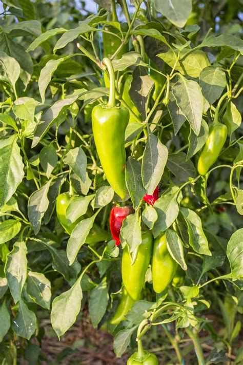 Pepper Farming Has Growth Of Bell Pepper Plants Inside A Greenhouse