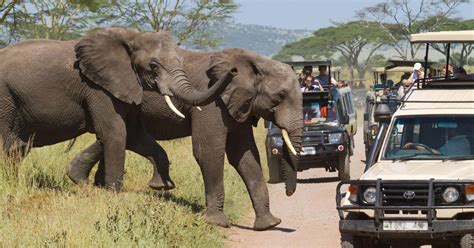 Serengeti Daagse Beste Luxe Safari Strand In Zanzibar Getyourguide