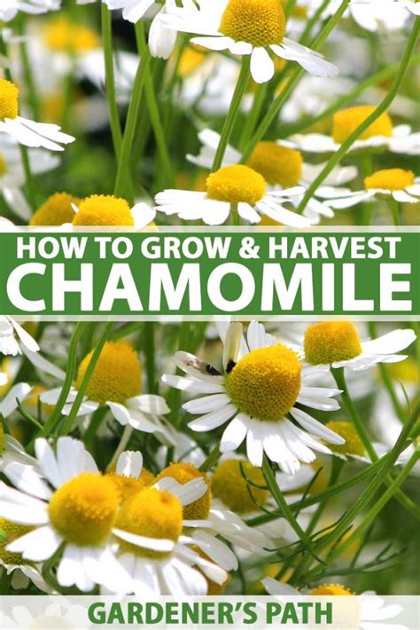 How To Grow Chamomile In Your Herb Flower Garden