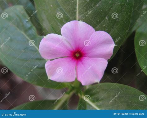 Catharanthus Roseus Commonly Known As The Madagascar Periwinkle Or Rose