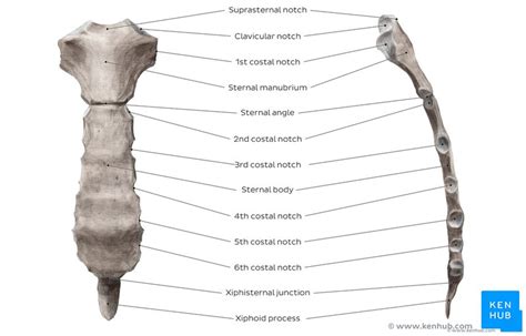 Anatomy Of Chest Bone Sternum Anatomy Parts Pain And Diagram Kenhub ...