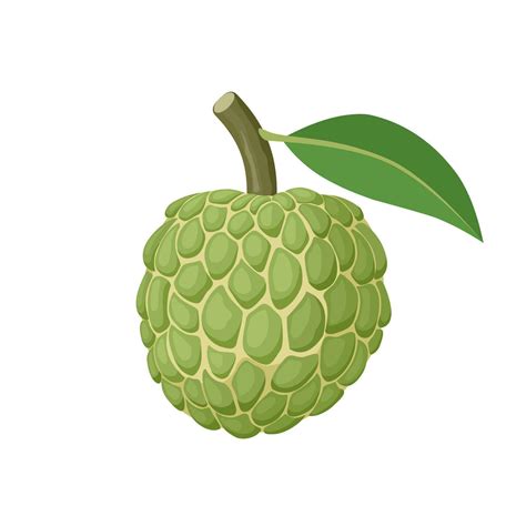 Vector Illustration Sugar Apple Or Custard Apple With Green Leaves