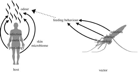 Parasitic Mosquitoes That Feed On Humanoids