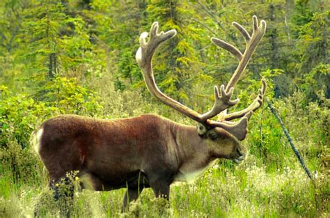 Amazing : Caribou (Reindeer), North America, Infy World